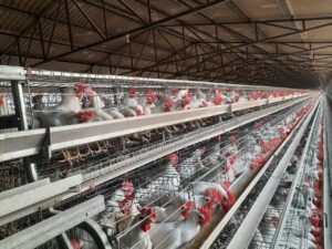 Taj Traders, Egg exporters, Egg Distributor, Traders, Egg wholesale producers in india, Egg Supplier,