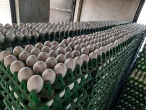 Taj Traders, Egg exporters, Egg Distributor, Traders, Egg wholesale producers in india, Egg Supplier,
