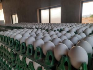 Taj Traders, Egg exporters, Egg Distributor, Traders, Egg wholesale producers in india, Egg Supplier,